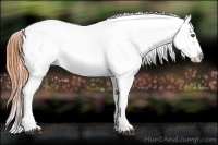 Horse Color:Buckskin Varnish 