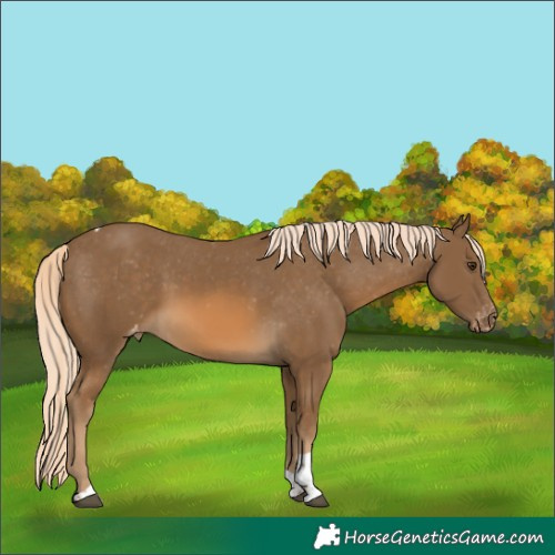 Horse Color:Chocolate Palomino Tobiano Appaloosa