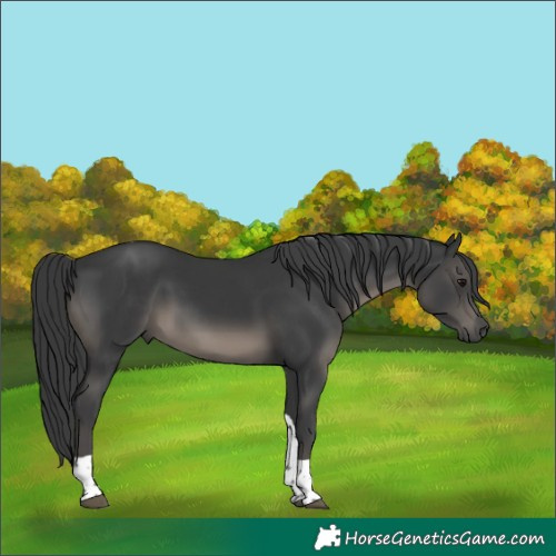 Horse Color:Black Tobiano 