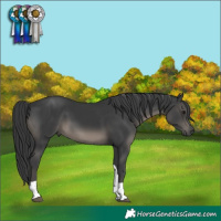 Horse Color:Black Tobiano 