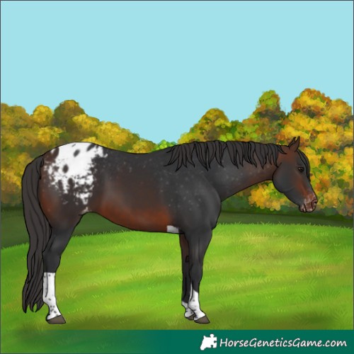 Horse Color:Brown Tobiano Blanket Rabicano 