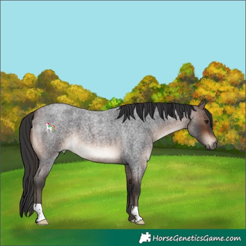 Horse Color:Brown Roan 
