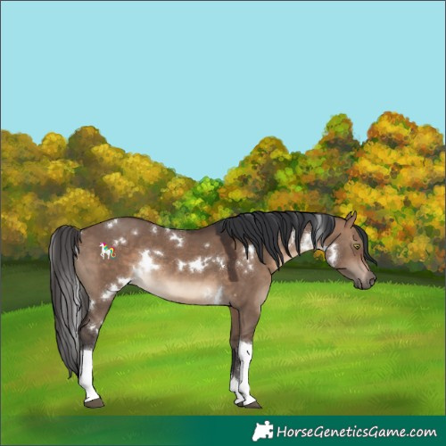 Horse Color:White Spotted Brown Dun Tobiano Rabicano 