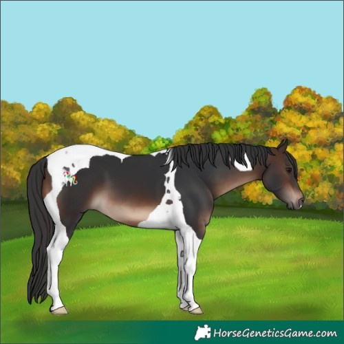 Horse Color:Brown Tobiano 