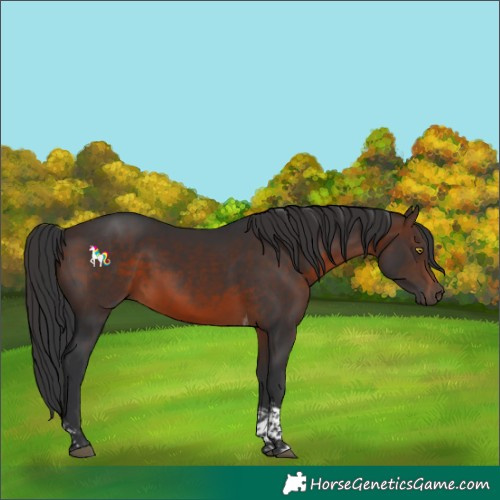 Horse Color:Brown Tobiano Rabicano 