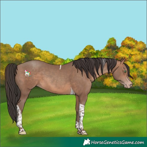 Horse Color:Sable Champagne Tobiano 