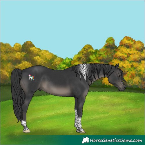 Horse Color:Black Tobiano 