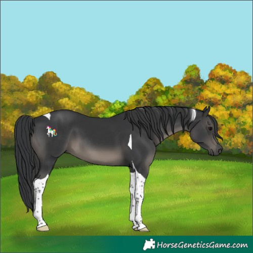 Horse Color:Black Tobiano 