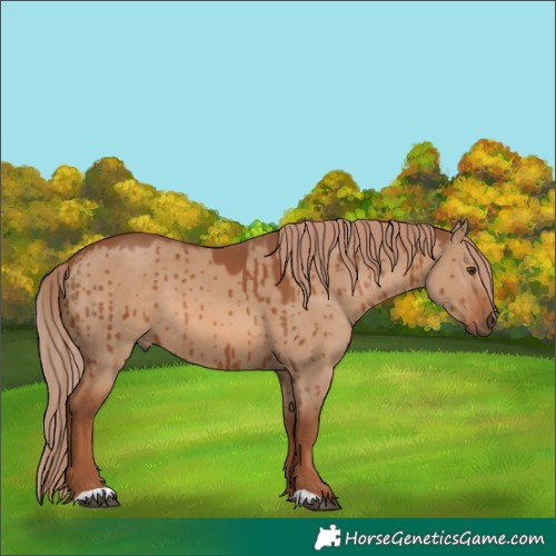 Horse Color:Red Dun Brindle 