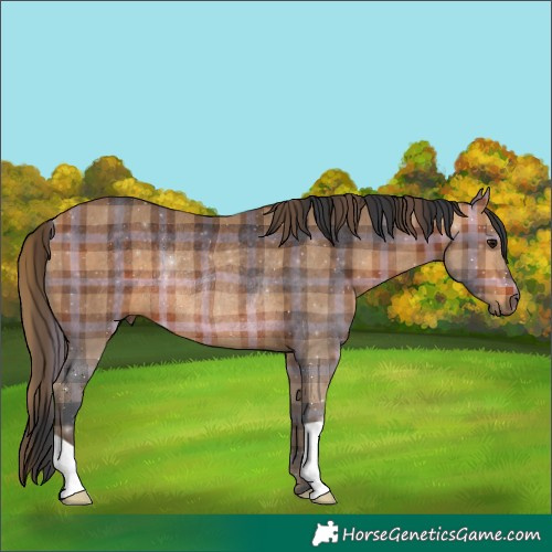 Horse Color:Plaid  Bay Rabicano 