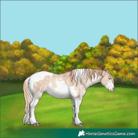 Horse Color:Gold Champagne Dun Sabino Tobiano