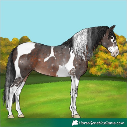 Horse Color:Brown Splash Tobiano