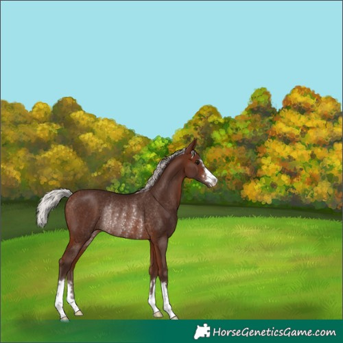 Horse Color:Unknown 