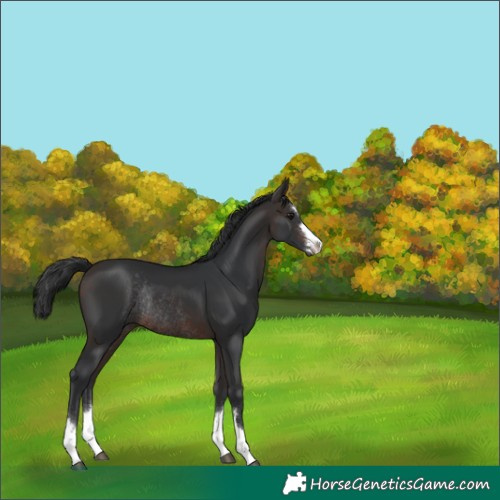 Horse Color:Unknown 