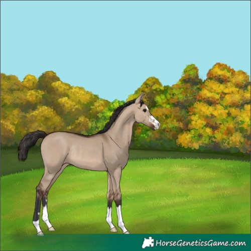 Horse Color:Unknown 