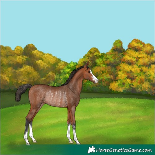 Horse Color:Unknown 