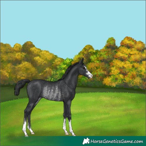 Horse Color:Unknown 