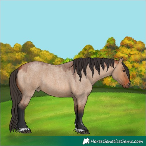 Horse Color:Bay Roan Dun 