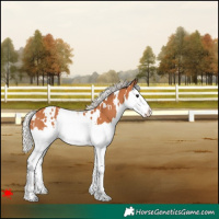 Horse Color:White Spotted Silver Bay Splash