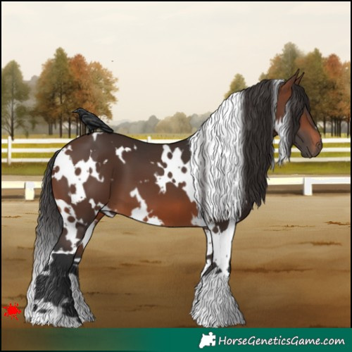 Horse Color:White Spotted Brown 