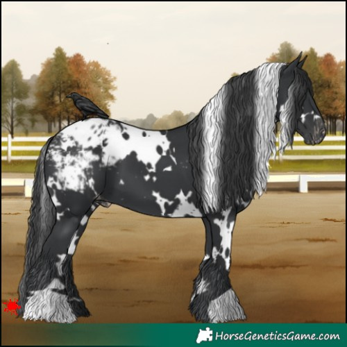 Horse Color:White Spotted Black Blanket 