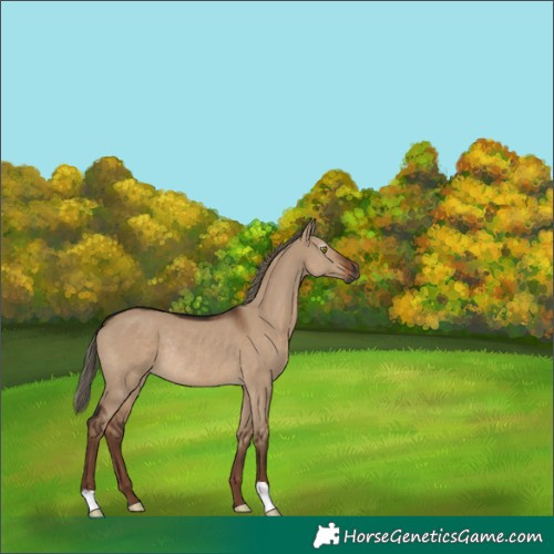 Horse Color:Unknown 