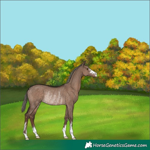 Horse Color:Unknown 