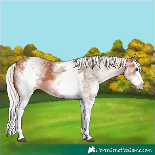 Horse Color:White Spotted Silver Bay Splash 