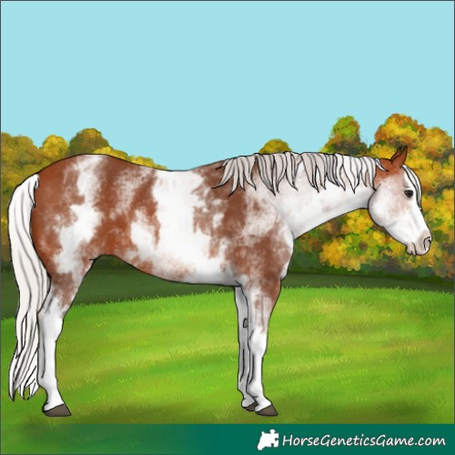 Horse Color:White Spotted Silver Bay Splash