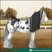 Horse Color:White Spotted Black Splash 