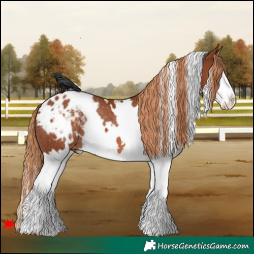 Horse Color:White Spotted Chestnut Splash Appaloosa Rabicano 
