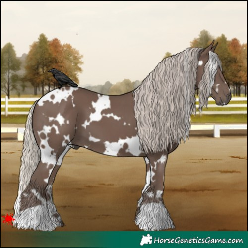 Horse Color:White Spotted Silver Black 