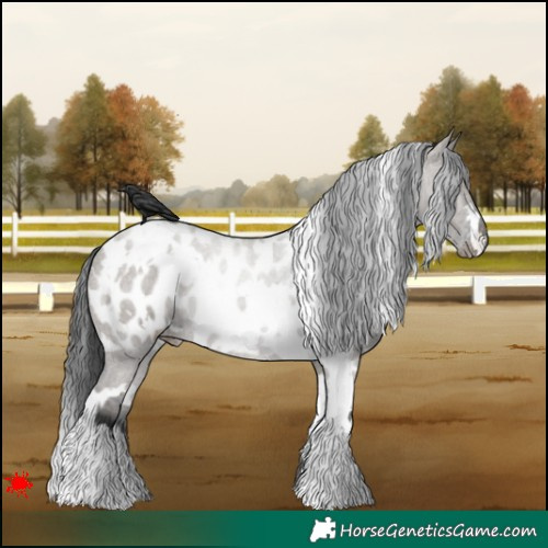 Horse Color:White Spotted Grullo Appaloosa 