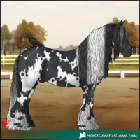 Horse Color:White Spotted Black