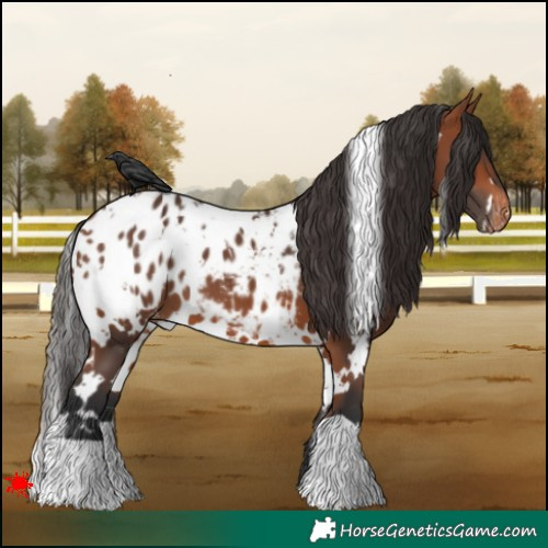 Horse Color:White Spotted Bay Appaloosa