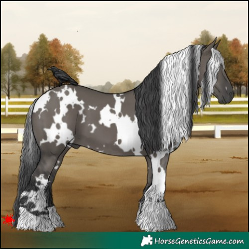 Horse Color:White Spotted Grullo