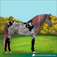Horse Color:Painted White Spotted Grullo Tobiano Rabicano 