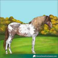 Horse Color:Painted Brown Tobiano