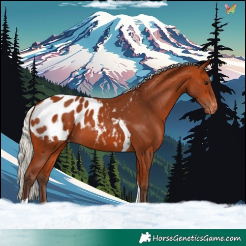 Horse Color:Silver Bay Tobiano Blanket 