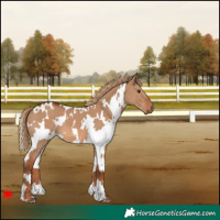 Horse Color:White Spotted Red Dun