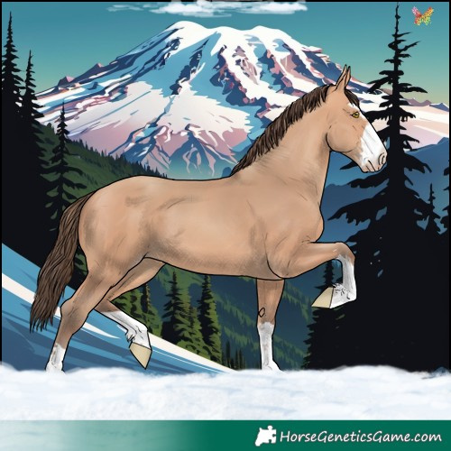Horse Color:Amber Champagne 