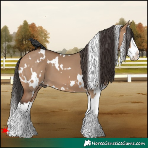 Horse Color:White Spotted Bay Dun Splash