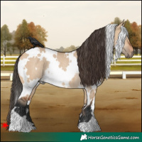 Horse Color:White Spotted Bay Dun Rabicano 
