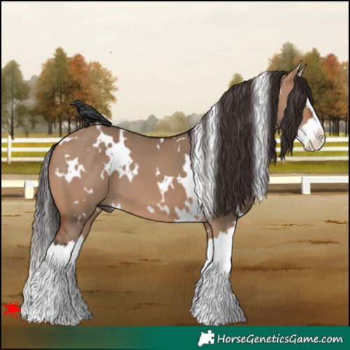 Horse Color:White Spotted Bay Dun Splash