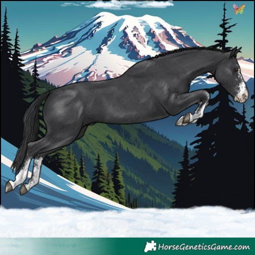Horse Color:Black Sabino 