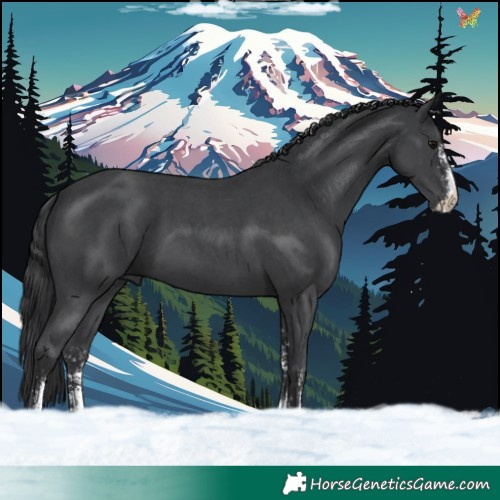 Horse Color:Black Sabino