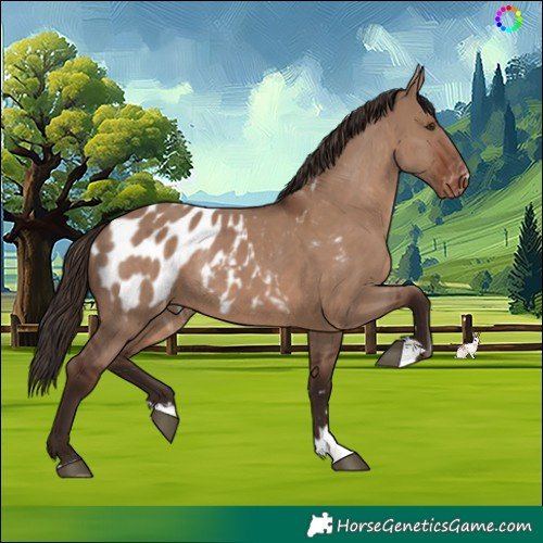 Horse Color:Liver Red Dun Appaloosa Rabicano 