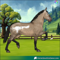 Horse Color:Gray Bay Dun Skewed Appaloosa Rabicano