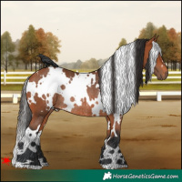 Horse Color:White Spotted Bay Rabicano