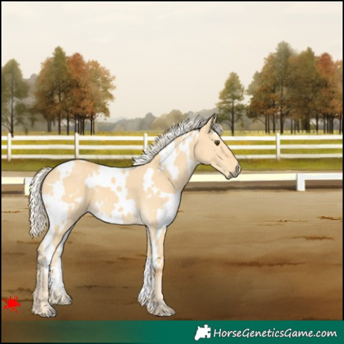 Horse Color:White Spotted Palomino Dun 